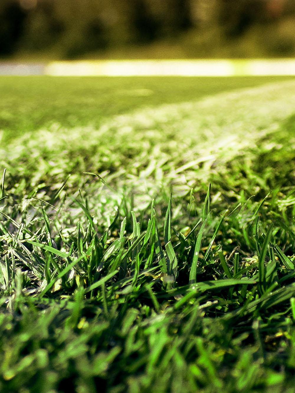 Futura Sport Turfgrass Mix